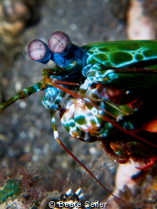 Mantis shrimp, taken with Canon G10 and UCL165 
 by Beate Seiler 